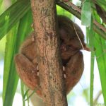Tarsier