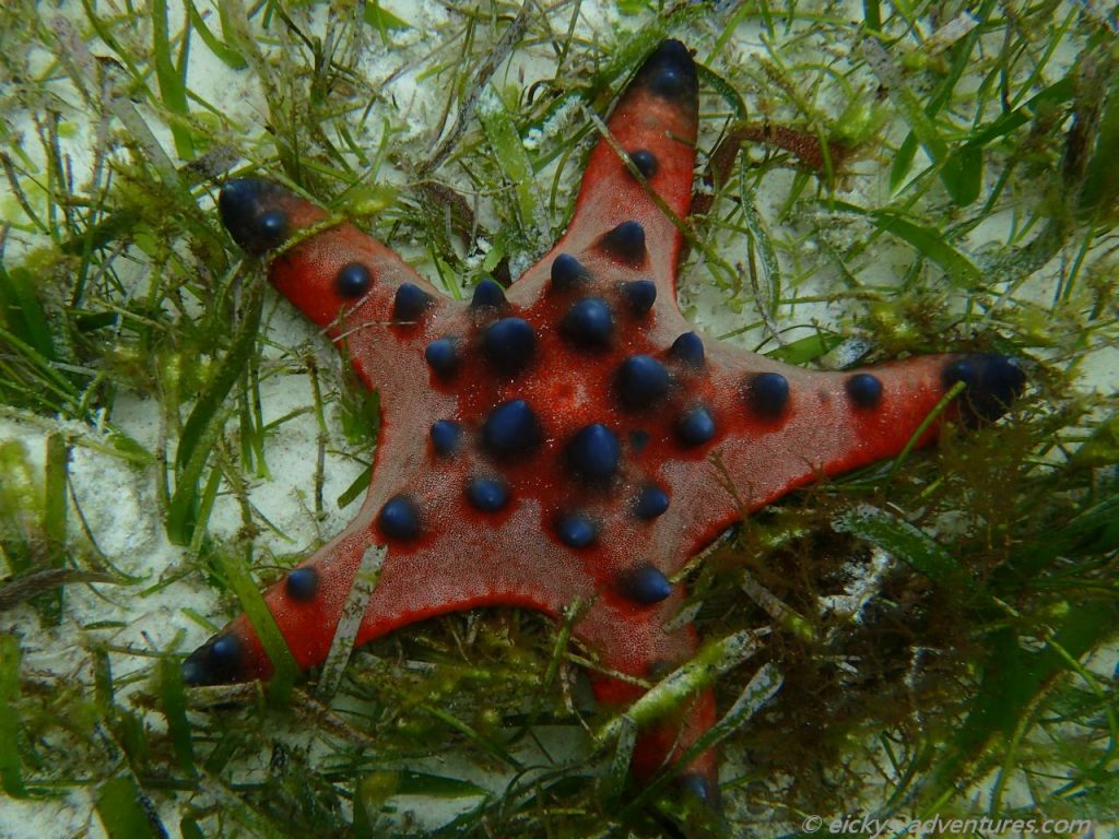 Unterwasserwelt auf Pamilacan