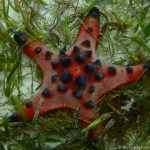 Unterwasserwelt auf Pamilacan