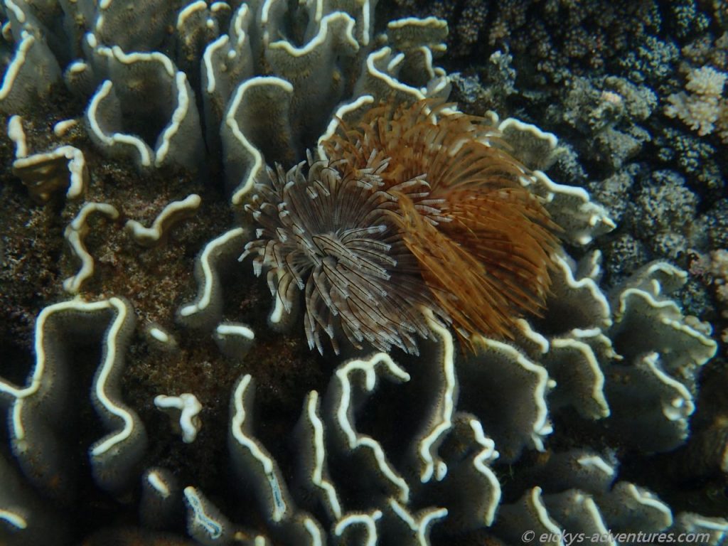 Unterwasserwelt am Coral Garden
