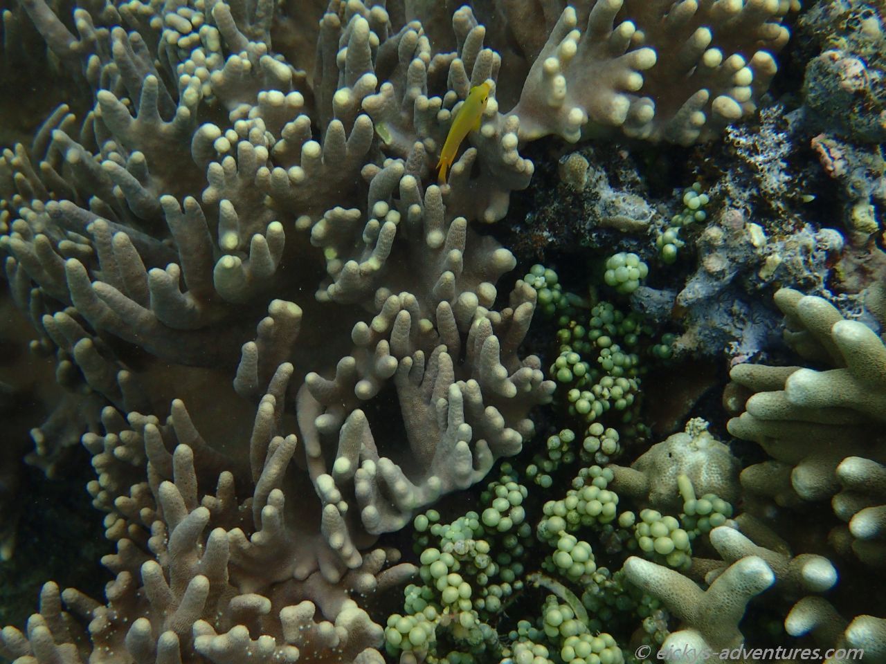 Unterwasserwelt am Coral Garden Unterwasserwelt am Coral Garden