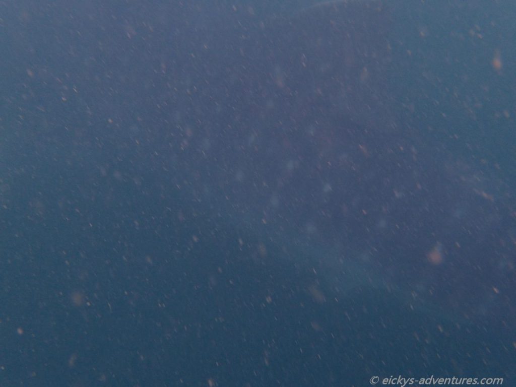 Whale Shark