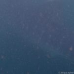 Whale Shark
